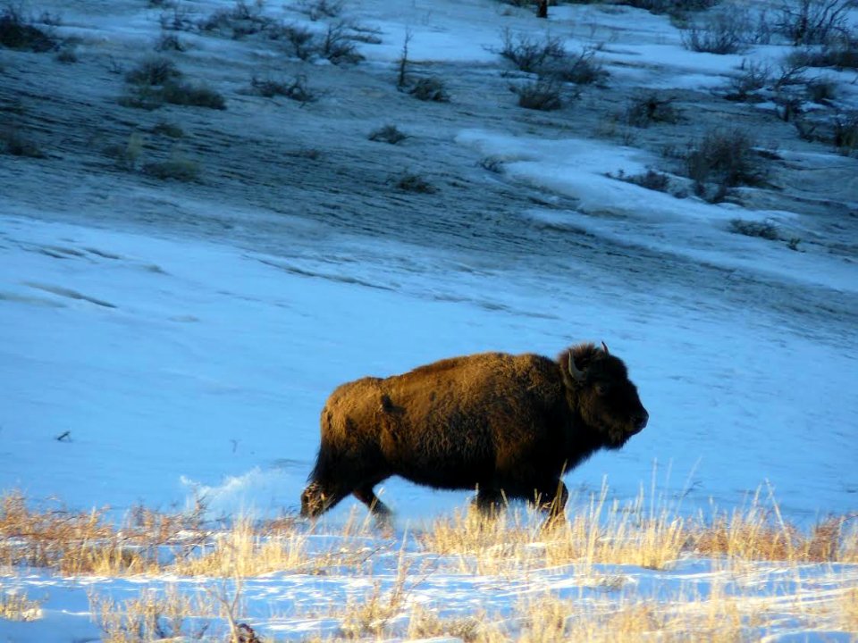Book Cliffs Bison