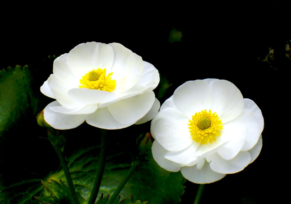 Mount Cook Lilies (Ranunculus lyallii )