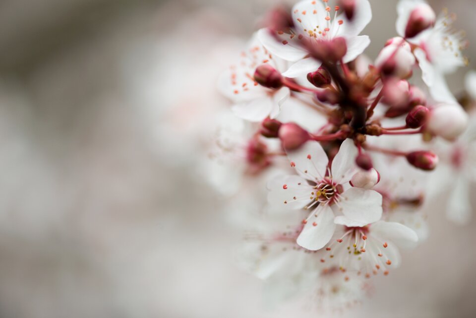 Nature plant floral