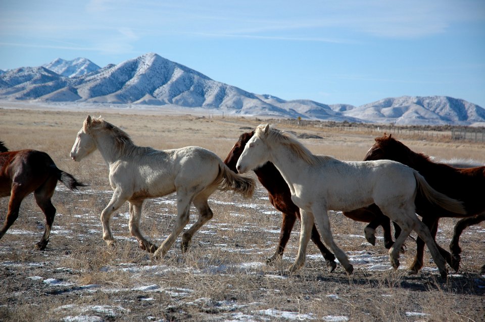 Onaqui Wild Horse Gather 02/20/12