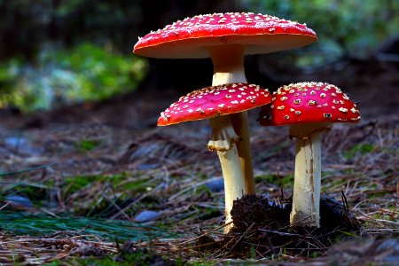 Fly agaric photo