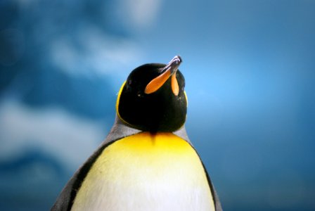 King Penguins (11) photo
