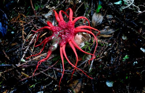 Stinkhorn (Phallaceae) photo