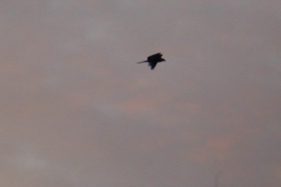 IMG 4396