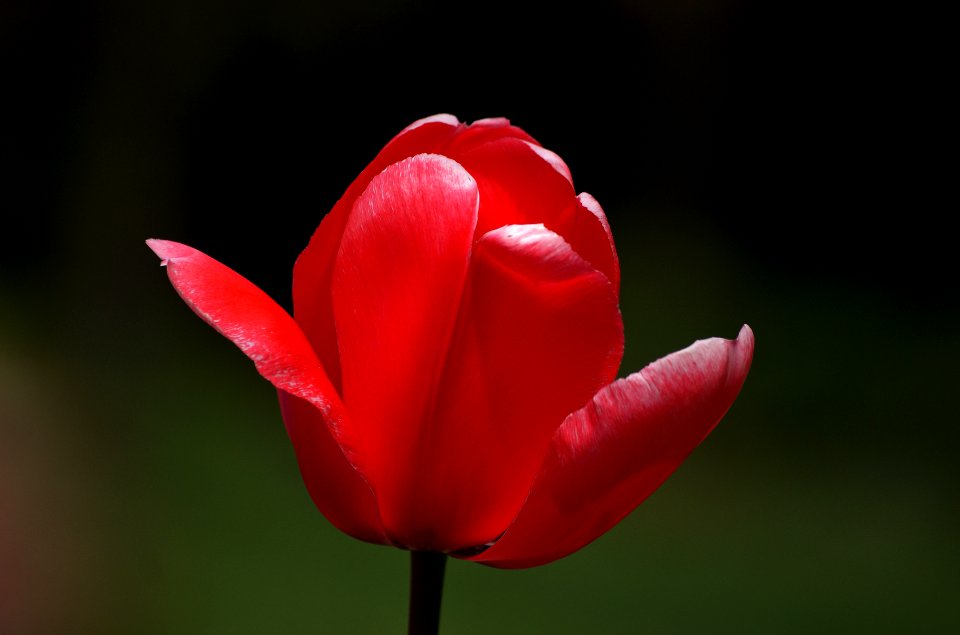 Tulips.