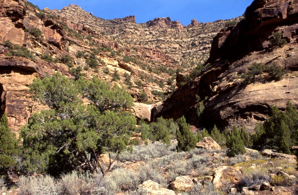 View looking up the canyon wall