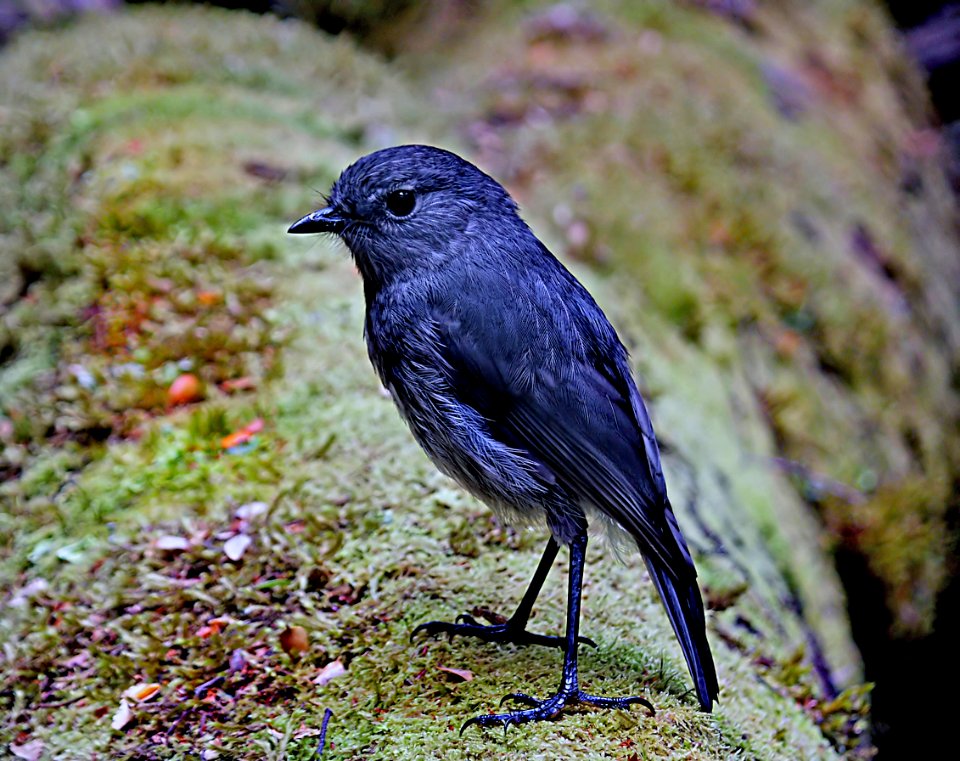 The South Island robin (Petroica australis),