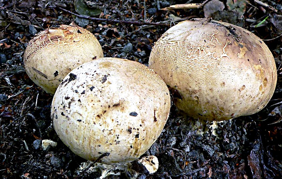 Puff balls.Calvatia