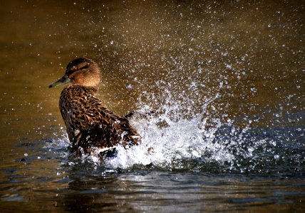 Mallard female (5) photo