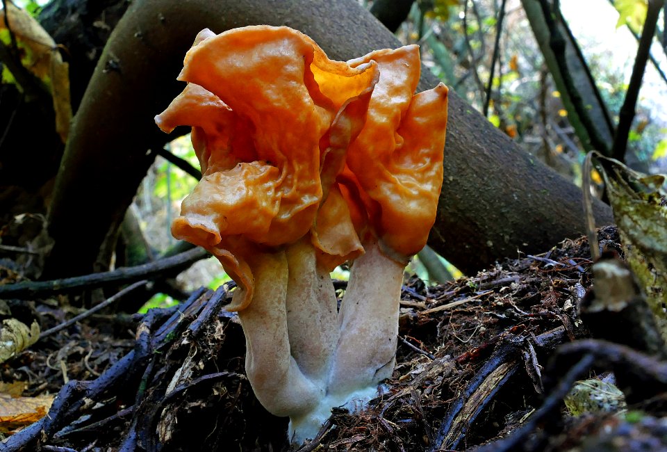 Gyromitra tasmanica False morel.