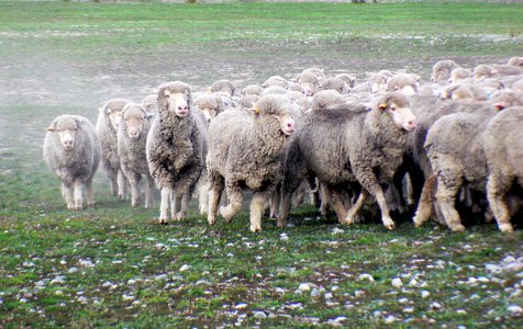 Merino Muster.