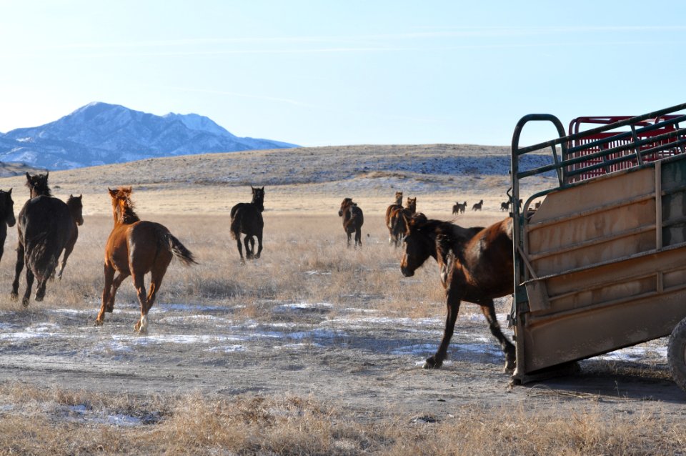 Onaqui Wild Horse Gather 02/20/12