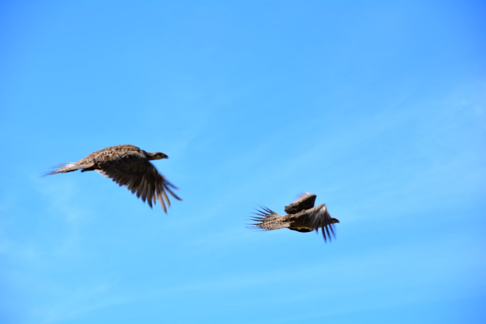 Day 6: Greater Sage-Grouse