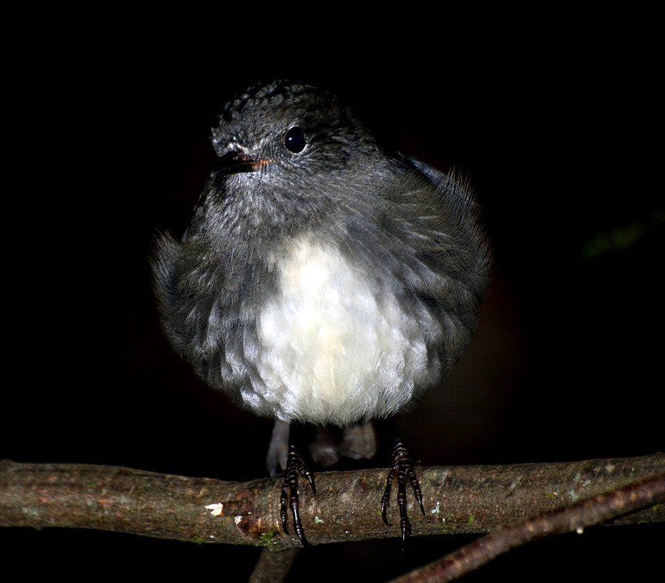 New Zealand Bush Robin (16)