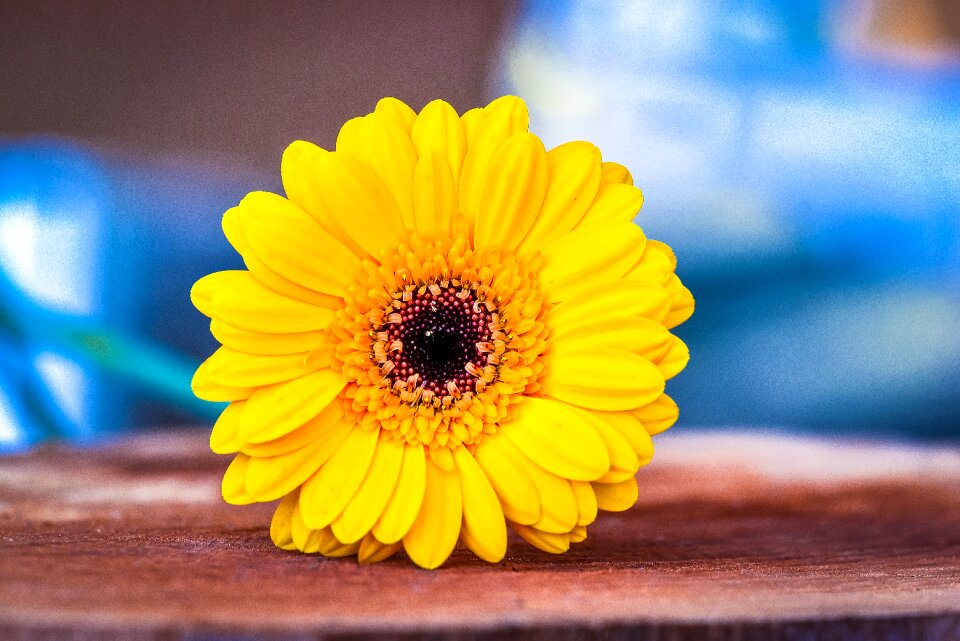 Yellow flower schnittblume close up