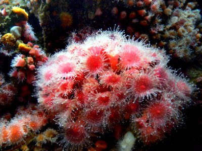 Monterey Aquarium. anemones photo