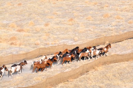 Cedar Mtn Wild Horse Gather 02/26/12