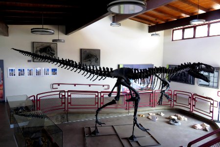 An allosaur fossil photo