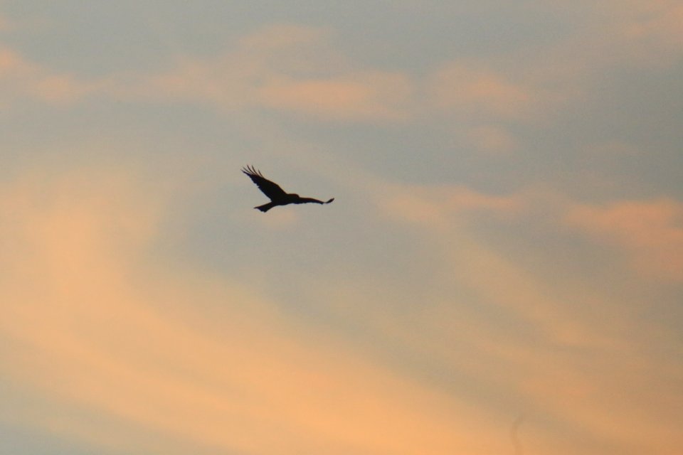 IMG 4384