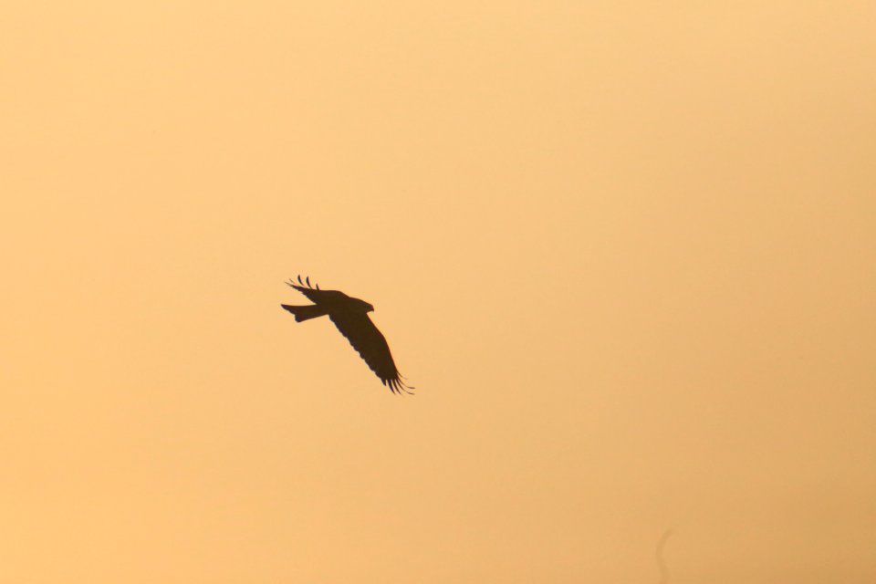 IMG 4310