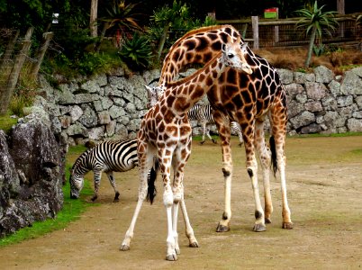 Giraffe Auckland Zoo. photo