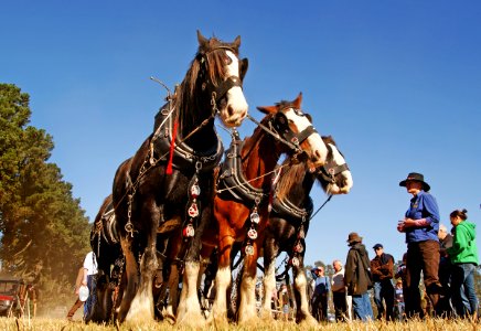 Clydesdale Horses photo