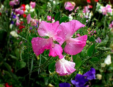 Sweet pea. photo