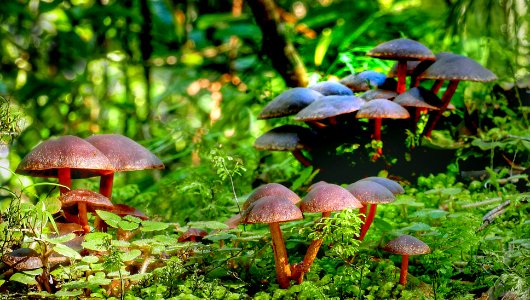 Hypholoma brunneum.