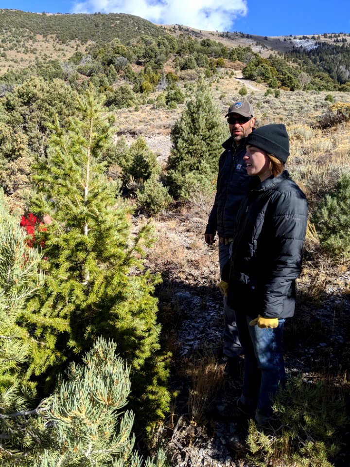 Tree Cutting in the West Desert District