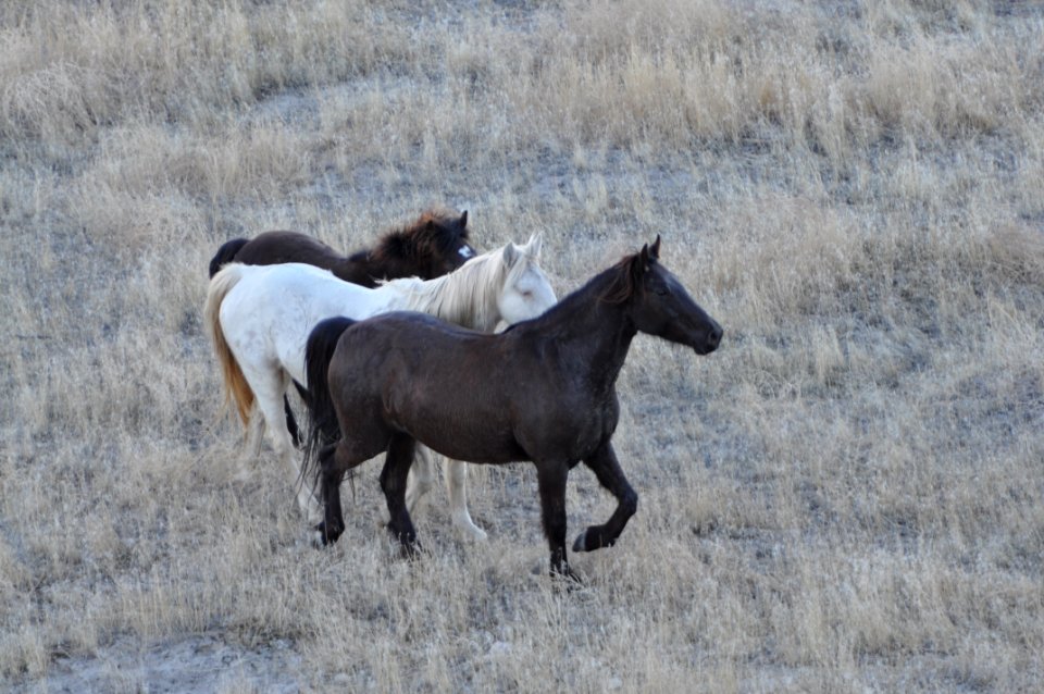 Cedar Mtn HMA Wild Horse Gather 02/24/12