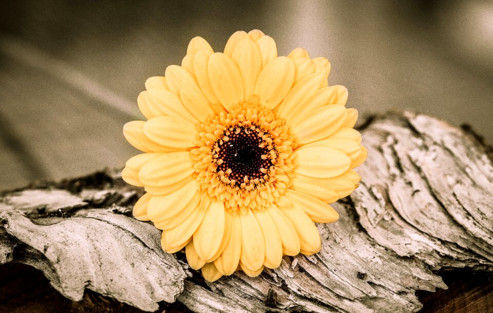 Blossom bloom schnittblume