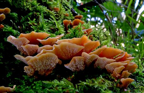 Antrodiella zonata