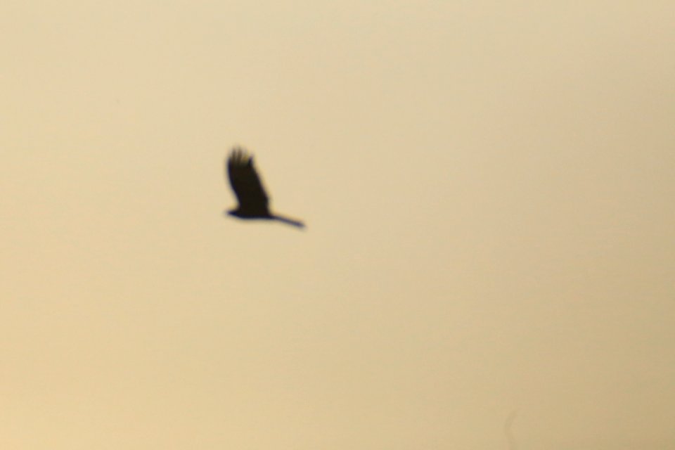 IMG 4364