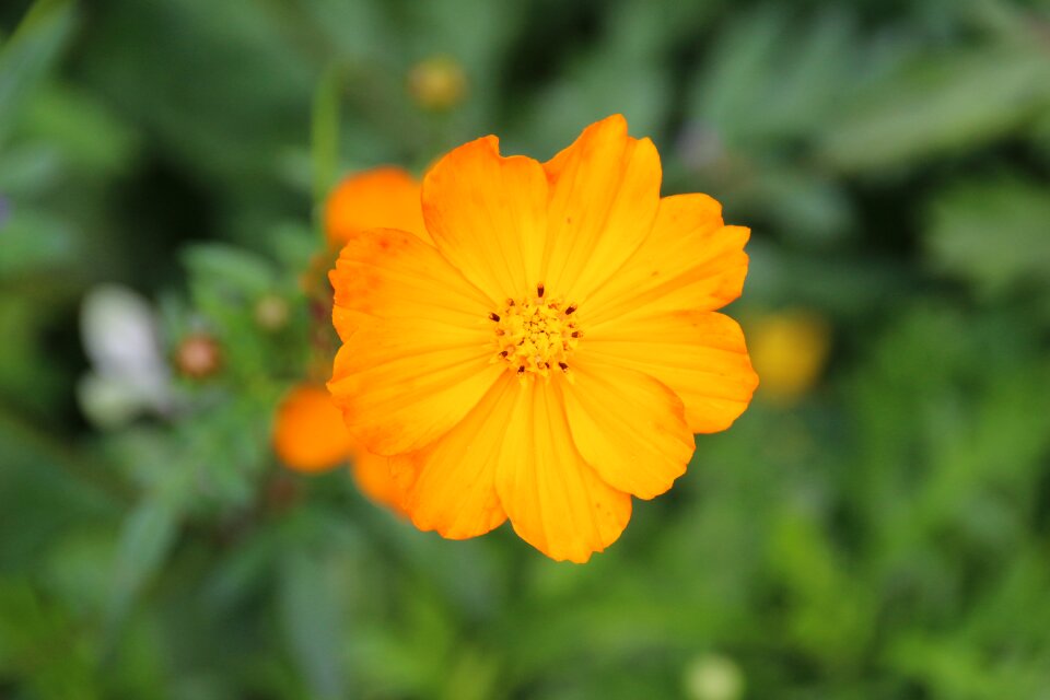 Bloom yellow close up