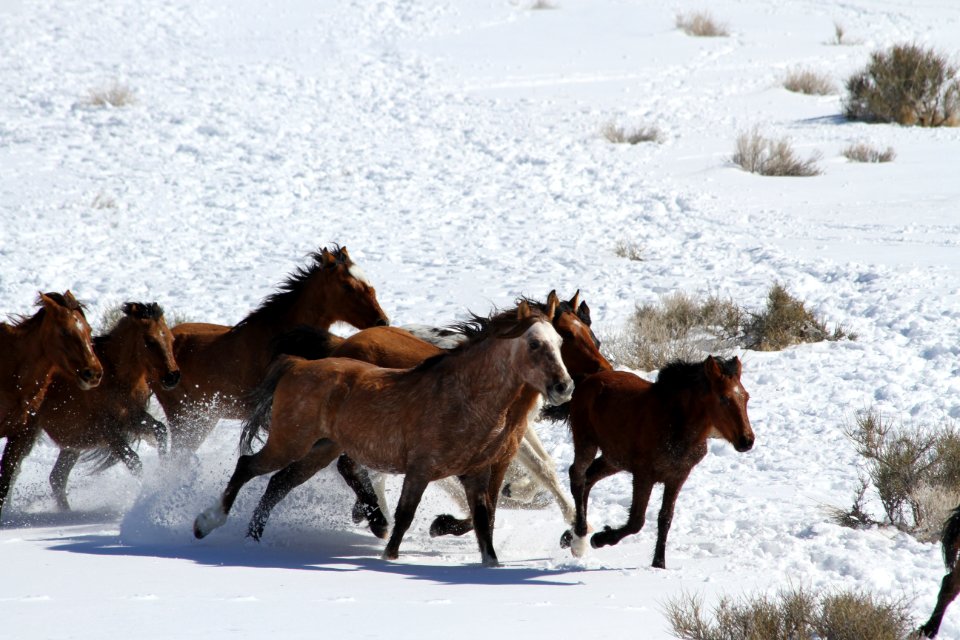 Swasey Wild Horse Gather Day 3: 2/14/13