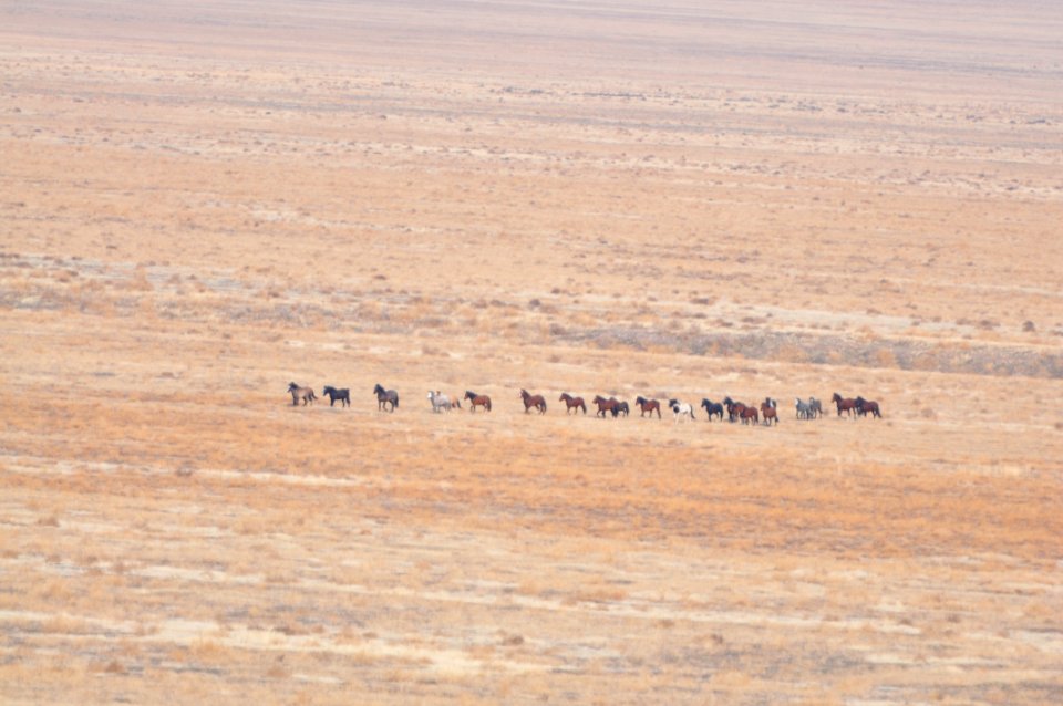 Onaqui Wild Horse Gather 02/18/12