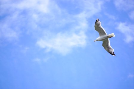 Flying Gull 2