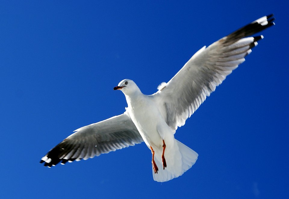Red Billed Gull in Flight.