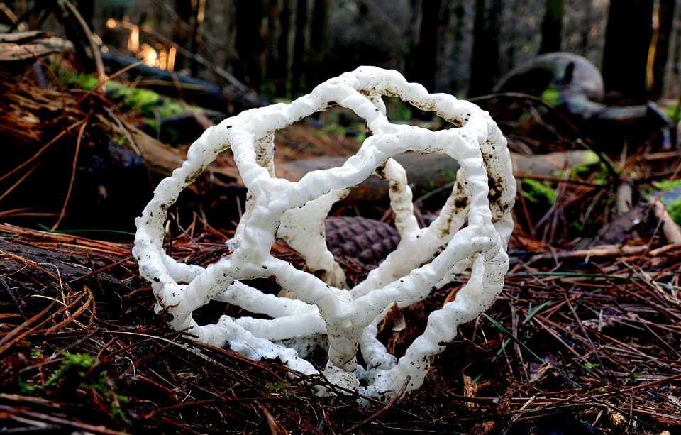 Ileodictyon cibarium. (basket fungi)