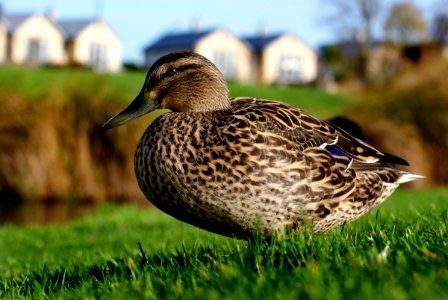 Urban Duck.(Mallard) photo