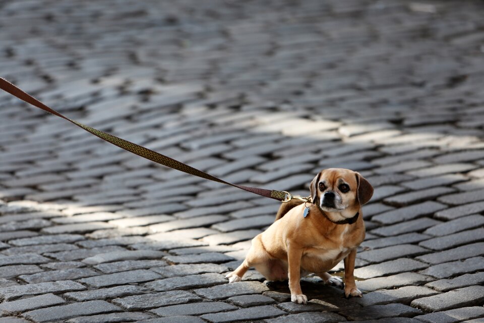 Animals cobblestone gray dog