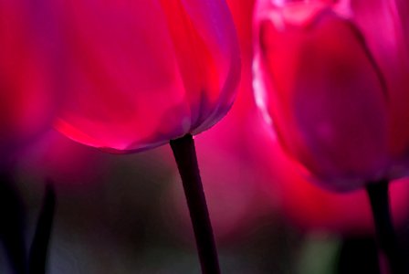 Tulips aglow. photo