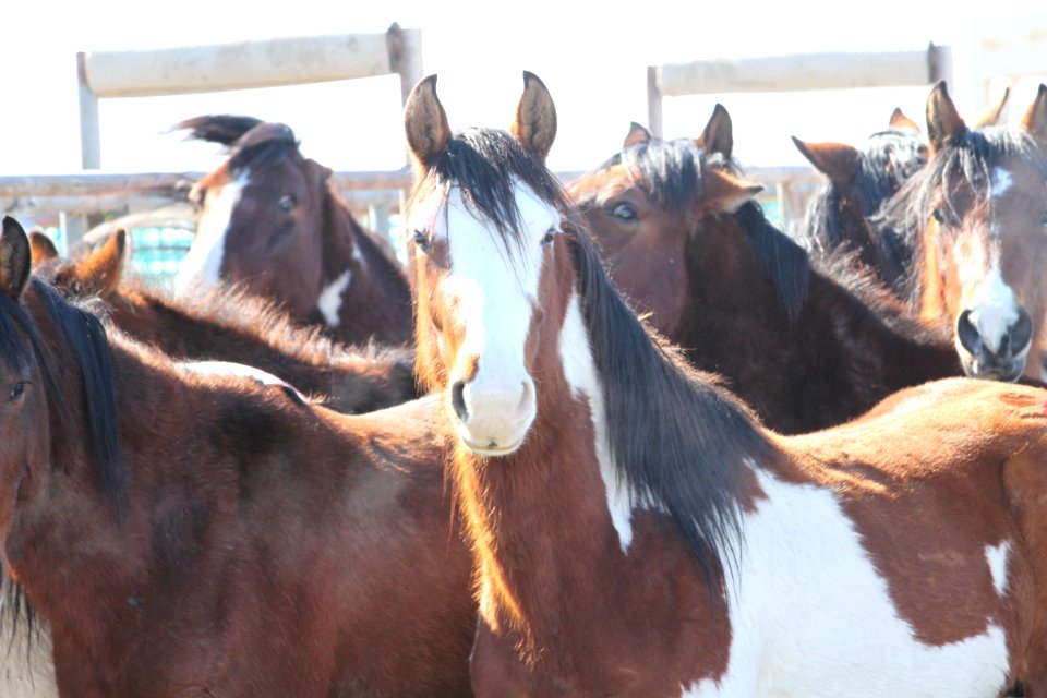 Swasey Wild Horse Gather Day 2: 2/13/13
