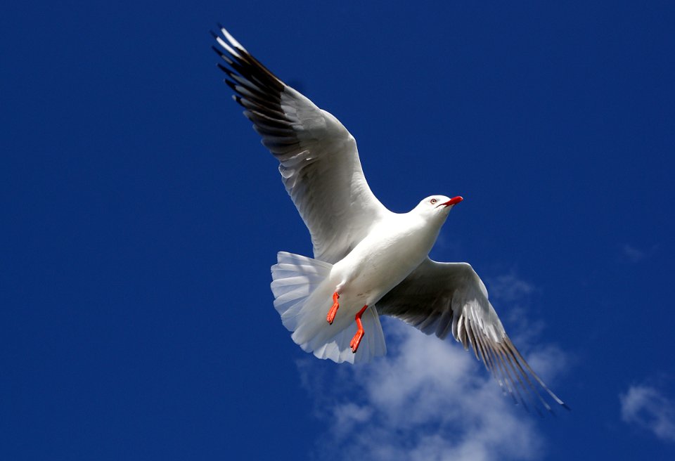 Silver gull.Australia.