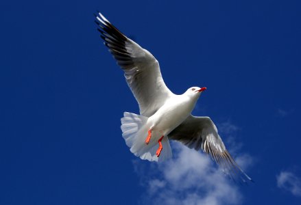 Silver gull.Australia. photo