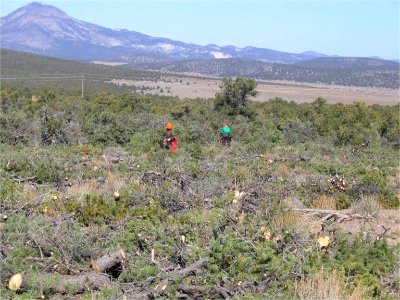 Sawyers Lop and Scatter vegetation