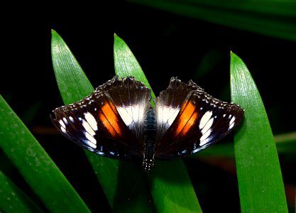 Orchard Butterfly photo