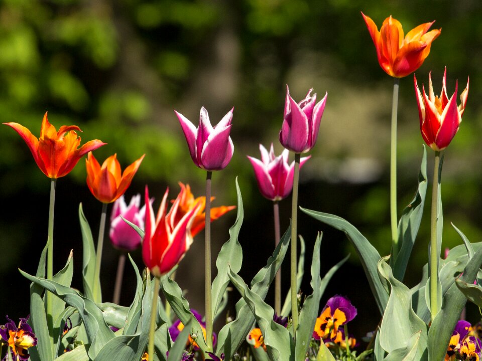 Colorful flowers macro