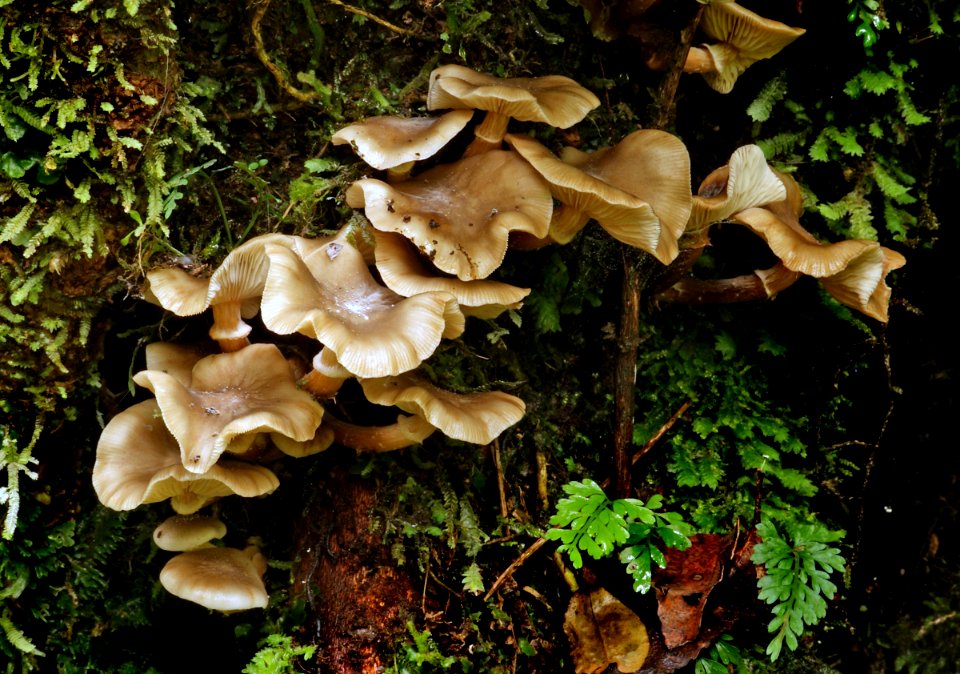 Armillaria novae-zelandiae