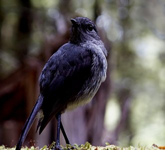 New Zealand Bush Robin (13)